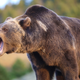 Image for article titled Women Attacked by Moose and Bear -- Animals Are Rising Up Against Us